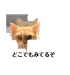 雑に切り取られた猫（個別スタンプ：3）