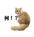 雑に切り取られた猫（個別スタンプ：4）