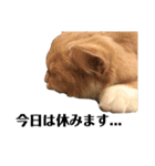 雑に切り取られた猫（個別スタンプ：6）