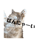 雑に切り取られた猫（個別スタンプ：7）