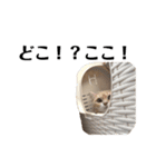 雑に切り取られた猫（個別スタンプ：8）