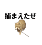雑に切り取られた猫（個別スタンプ：9）