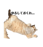 雑に切り取られた猫（個別スタンプ：10）