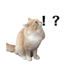 雑に切り取られた猫（個別スタンプ：11）