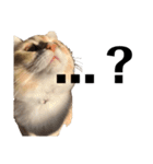 雑に切り取られた猫（個別スタンプ：12）