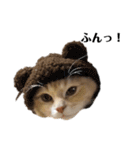 雑に切り取られた猫（個別スタンプ：14）