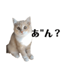 雑に切り取られた猫（個別スタンプ：15）