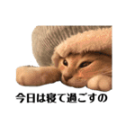 雑に切り取られた猫（個別スタンプ：16）
