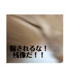 雑に切り取られた猫（個別スタンプ：17）