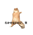 雑に切り取られた猫（個別スタンプ：19）