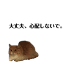 雑に切り取られた猫（個別スタンプ：20）