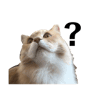 雑に切り取られた猫（個別スタンプ：21）