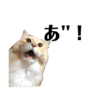 雑に切り取られた猫（個別スタンプ：23）