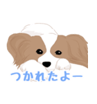 毎日使えるパピヨン犬スタンプ2（個別スタンプ：37）