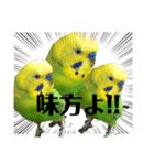 ピピ君の日常2（セキセイインコ）（個別スタンプ：5）