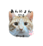かんたん韓国語（個別スタンプ：1）