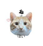 かんたん韓国語（個別スタンプ：4）