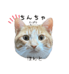 かんたん韓国語（個別スタンプ：11）