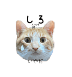 かんたん韓国語（個別スタンプ：16）