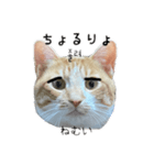 かんたん韓国語（個別スタンプ：21）