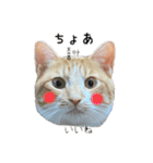 かんたん韓国語（個別スタンプ：23）
