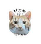 かんたん韓国語（個別スタンプ：25）
