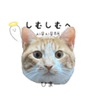 かんたん韓国語（個別スタンプ：26）