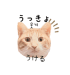 かんたん韓国語（個別スタンプ：34）