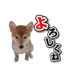 柴犬ダイちゃんの日常スタンプ（個別スタンプ：9）