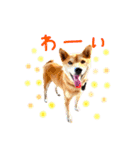 【柴犬♀】日常会話スタンプ（個別スタンプ：19）