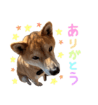 【柴犬♀】日常会話スタンプ（個別スタンプ：21）