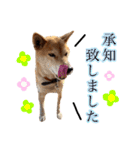 【柴犬♀】日常会話スタンプ（個別スタンプ：34）