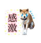 【柴犬♀】日常会話スタンプ（個別スタンプ：40）