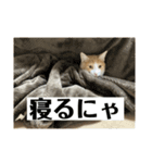 猫まじ顔スタンプ第2弾（個別スタンプ：1）