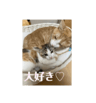 猫まじ顔スタンプ第2弾（個別スタンプ：7）