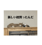 猫まじ顔スタンプ第2弾（個別スタンプ：13）