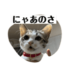 猫まじ顔スタンプ第2弾（個別スタンプ：15）