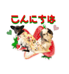狆の露伴と狆チワ紅緒の日常系スタンプ（個別スタンプ：3）