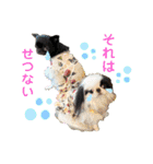 狆の露伴と狆チワ紅緒の日常系スタンプ（個別スタンプ：28）