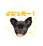 狆の露伴と狆チワ紅緒の日常系スタンプ（個別スタンプ：30）