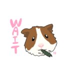 英語モルモット三姉妹！（個別スタンプ：5）