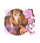 桃ちスタンプ 3（個別スタンプ：5）