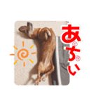 桃ちスタンプ 3（個別スタンプ：19）