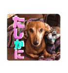 桃ちスタンプ 3（個別スタンプ：22）