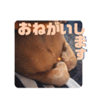 桃ちスタンプ 3（個別スタンプ：31）
