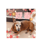 桃ちスタンプ 3（個別スタンプ：39）