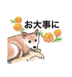 保護犬の空(くう)ちゃん【敬語】（個別スタンプ：17）