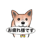 保護犬の空(くう)ちゃん【敬語】（個別スタンプ：18）