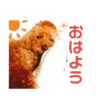 もふもふトイプードル！！チャコちゃん その2（個別スタンプ：1）