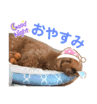 もふもふトイプードル！！チャコちゃん その2（個別スタンプ：2）
